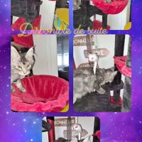 Magnifique chatons main coon loof
