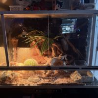 Gecko leapard #0
