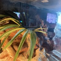 Gecko leapard #2