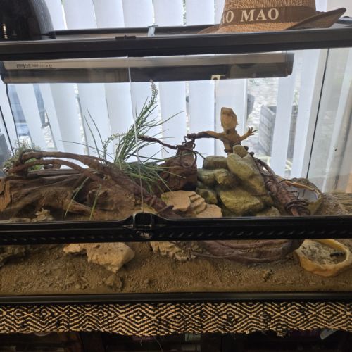 Pogona avec  grand terrarium #1