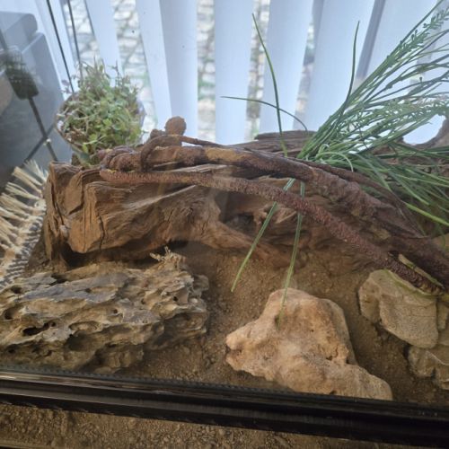 Pogona avec  grand terrarium #2