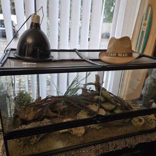 Pogona avec  grand terrarium #3