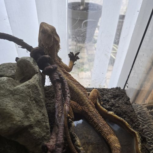 Pogona avec  grand terrarium