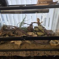 Pogona avec  grand terrarium #1