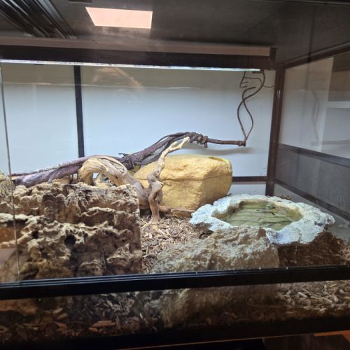 2 varans à queue épineuse  varanus acanthurus #1