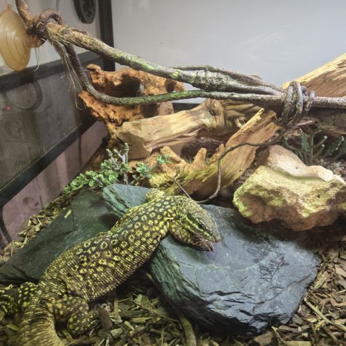 2 varans à queue épineuse  varanus acanthurus #0