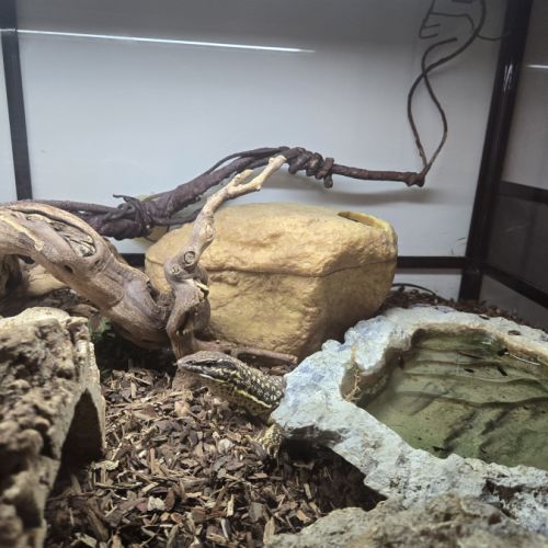 2 varans à queue épineuse  varanus acanthurus #4