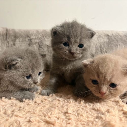 Chatons british loof #0