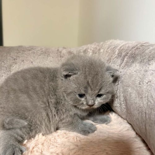 Chatons british loof #2