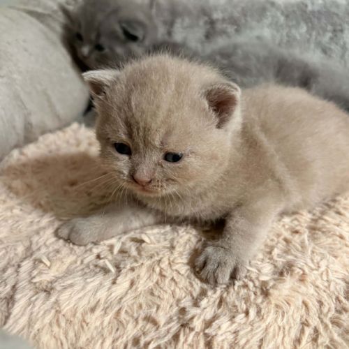 Chatons british loof #4