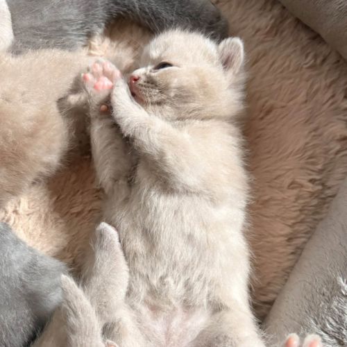 Chatons british loof #5