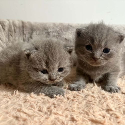 Chatons british loof #6