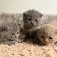 Chatons british loof