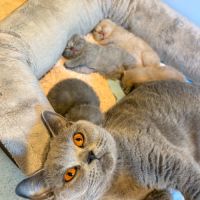 Chatons british loof #3