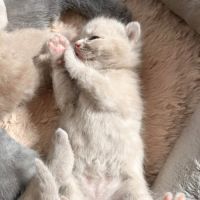 Chatons british loof #5
