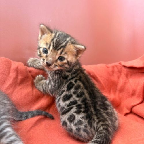 Chaton bengal loof #0