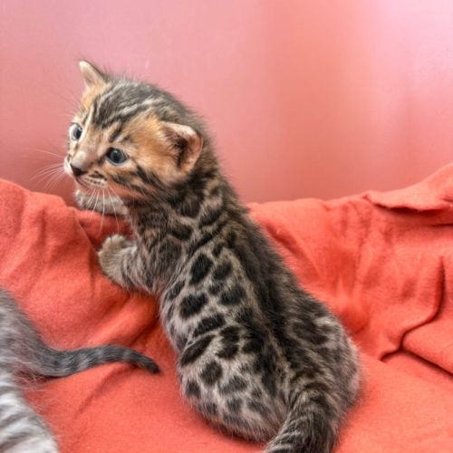Chaton bengal loof #2