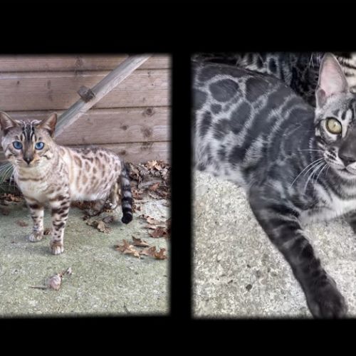 Chaton bengal loof #3