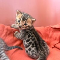 Chaton bengal loof