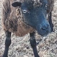Brebis ouessant avec son agneau #1