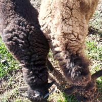 Brebis ouessant avec son agneau #2