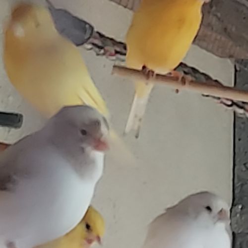 Canaris chanteurs et reproducteurs #3