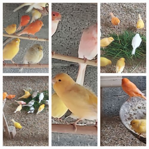 Canaris chanteurs et reproducteurs #5