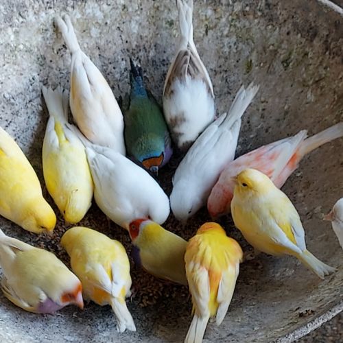Canaris chanteurs et reproducteurs #6