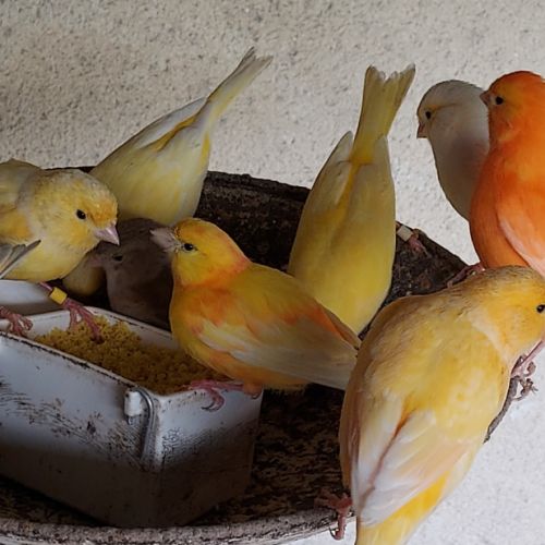 Canaris chanteurs et reproducteurs #7