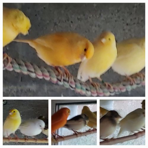 Canaris chanteurs et reproducteurs #9