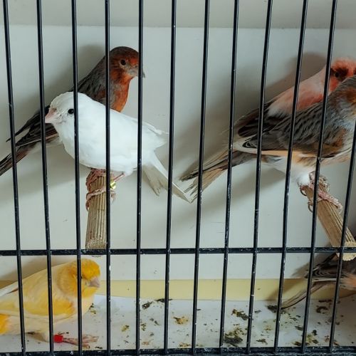 Canaris chanteurs et reproducteurs #10