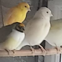 Canaris chanteurs et reproducteurs #1