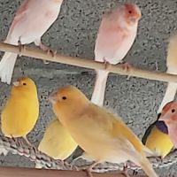 Canaris chanteurs et reproducteurs #2
