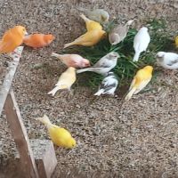 Canaris chanteurs et reproducteurs #4
