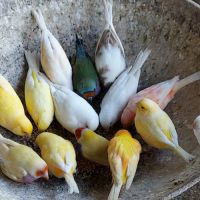 Canaris chanteurs et reproducteurs #6