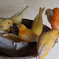 Canaris chanteurs et reproducteurs #7