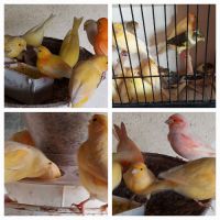 Canaris chanteurs et reproducteurs