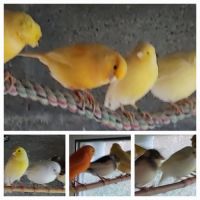 Canaris chanteurs et reproducteurs #9