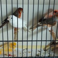 Canaris chanteurs et reproducteurs #10