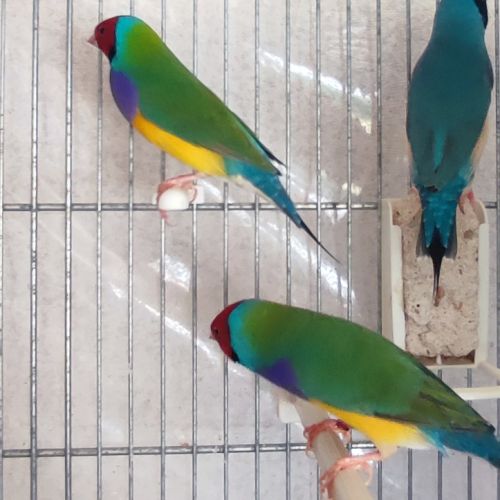 Diamant de gould