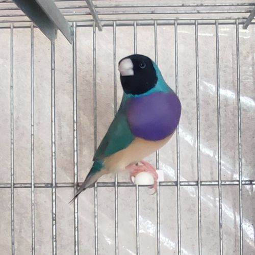 Diamant de gould #2
