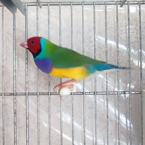 Diamant de gould #3