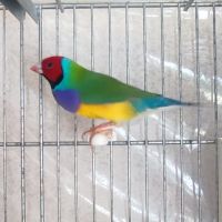 Diamant de gould #3