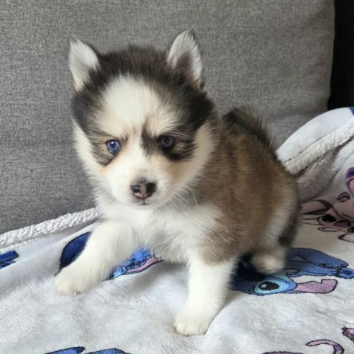 Pomsky f4 mini #1