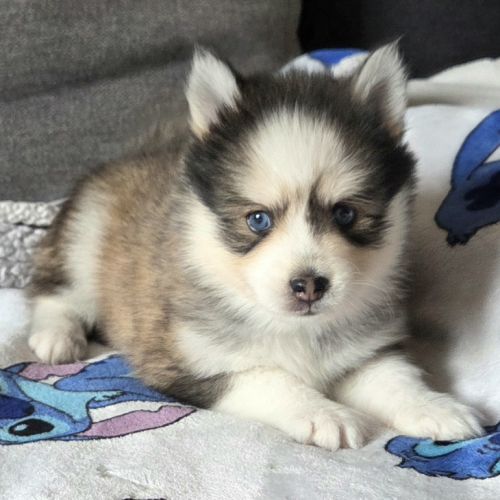 Pomsky f4 mini