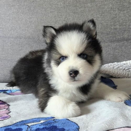 Pomsky f4 mini #3
