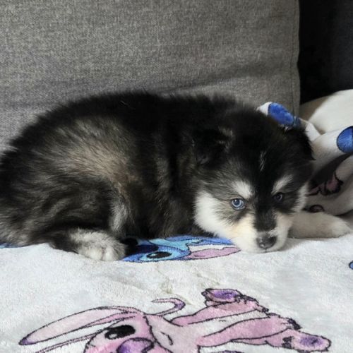 Pomsky f4 mini #5