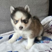 Pomsky f4 mini #1