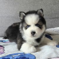 Pomsky f4 mini #3