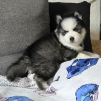 Pomsky f4 mini #4